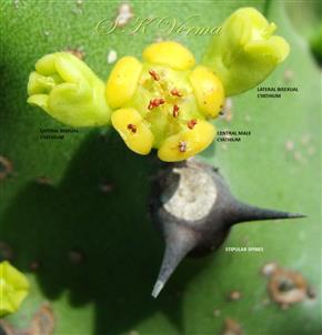  Group of 3 Cyathia on short forked peduncles, the central one Male